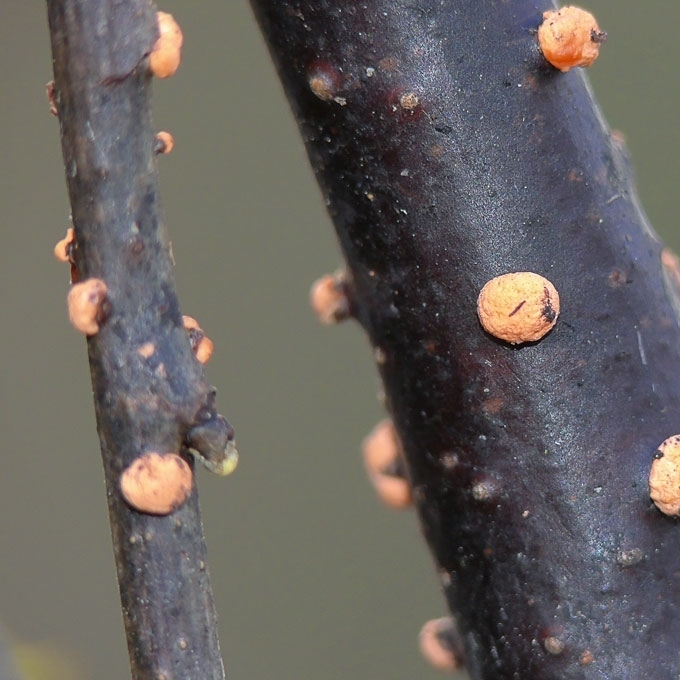 PAPRASTASIS RAUDONSPUOGIS