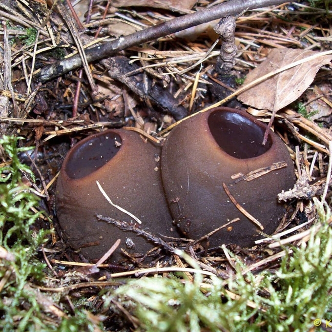 PAPRASTASIS TAUKIUS