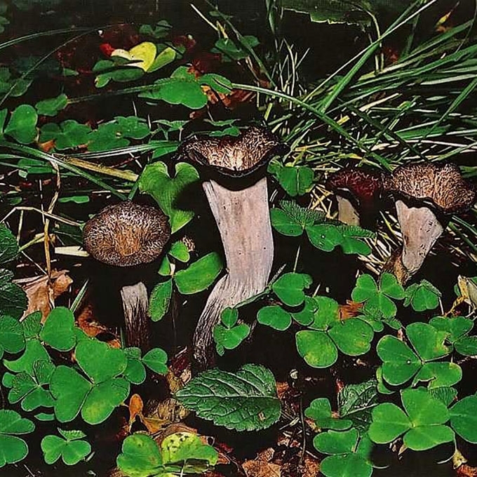 PAPRASTASIS TRIMITĖLIS