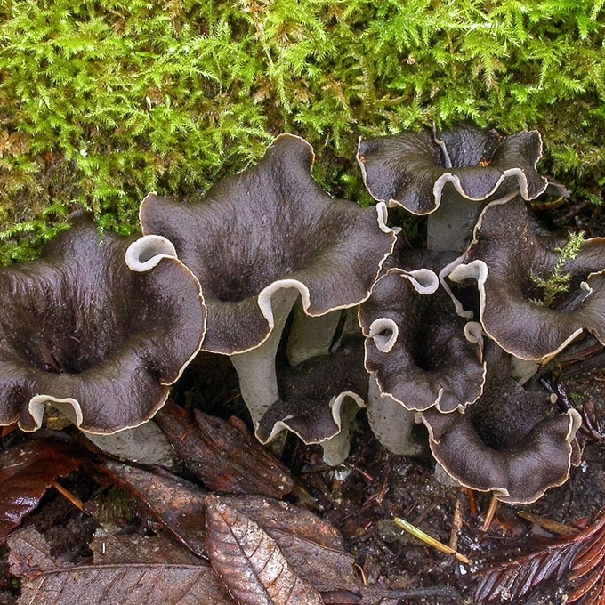 PAPRASTASIS TRIMITĖLIS