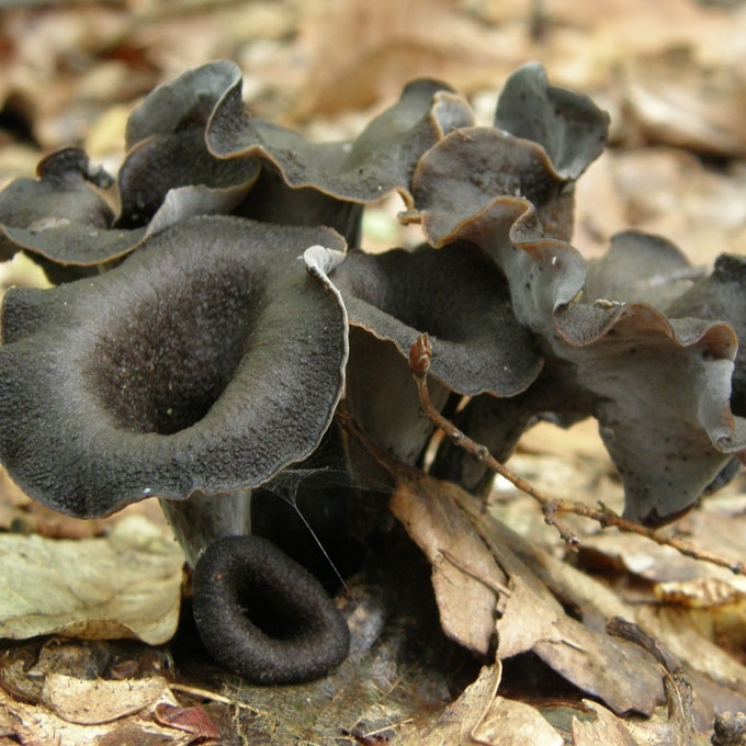 PAPRASTASIS TRIMITĖLIS