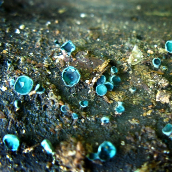 PAPRASTASIS ŽALIAGRYBIS