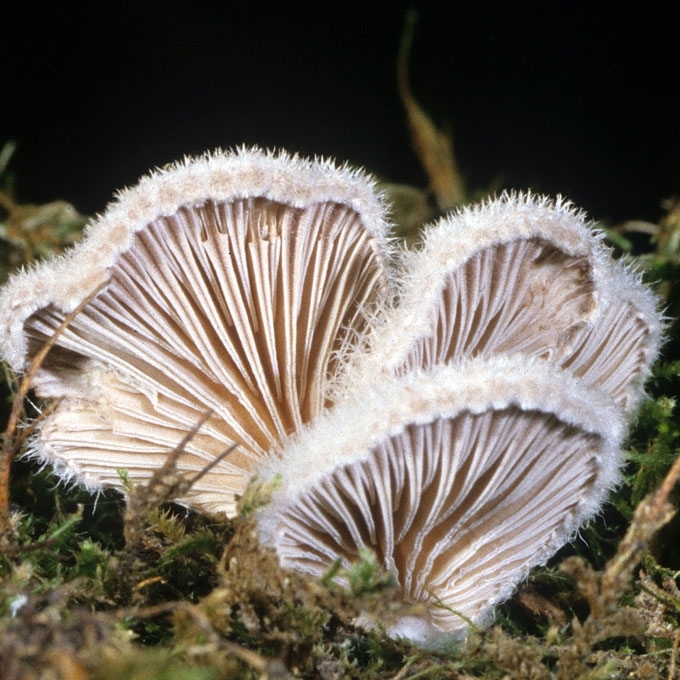 PAPRASTOJI ALKSNIABUDĖ