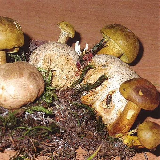 PARAZITINIS AKSOMBARAVYKIS