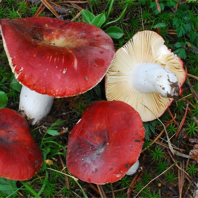 PELKINĖ ŪMĖDĖ