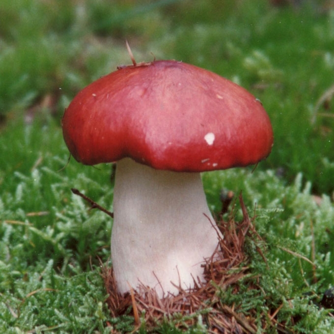 PELKINĖ ŪMĖDĖ