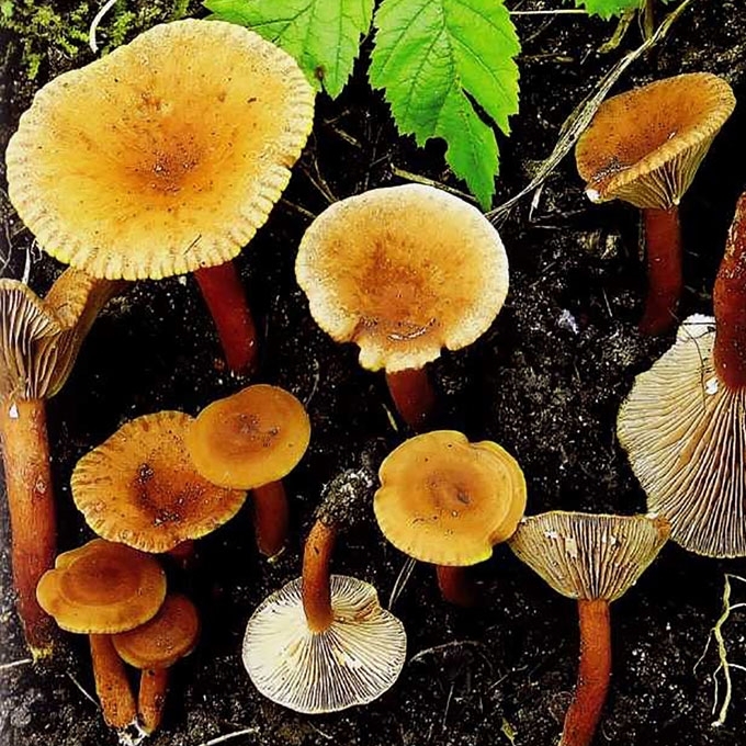 PELKINIS PIENGRYBIS