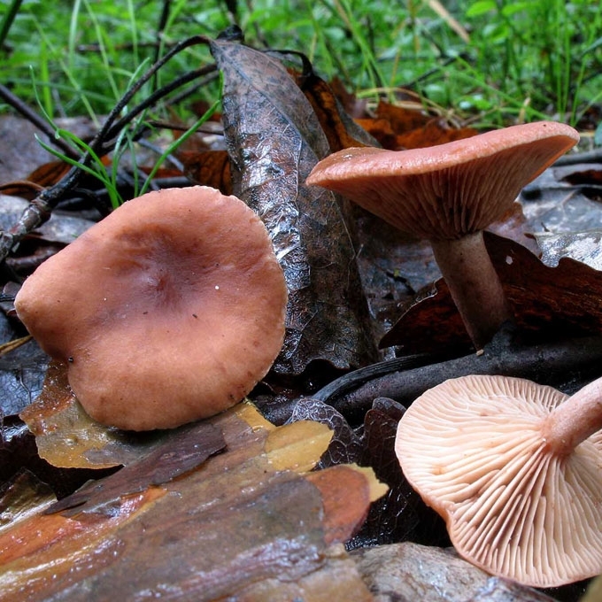 PELKINIS PIENGRYBIS