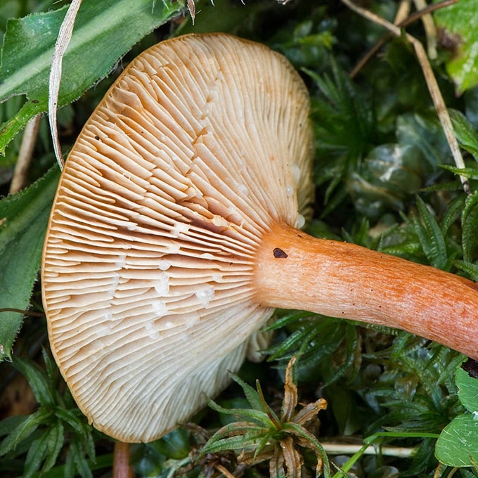 PELKINIS PIENGRYBIS