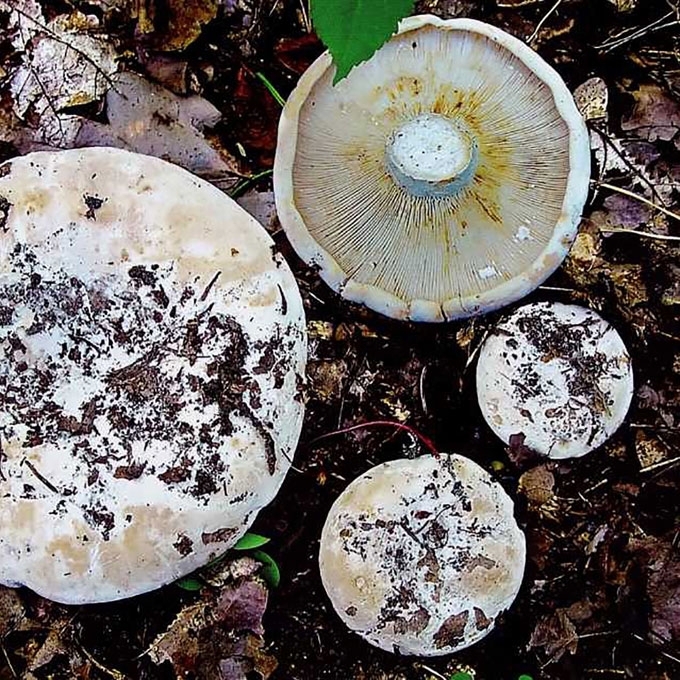 PIENGRYBIS GRUZDAS