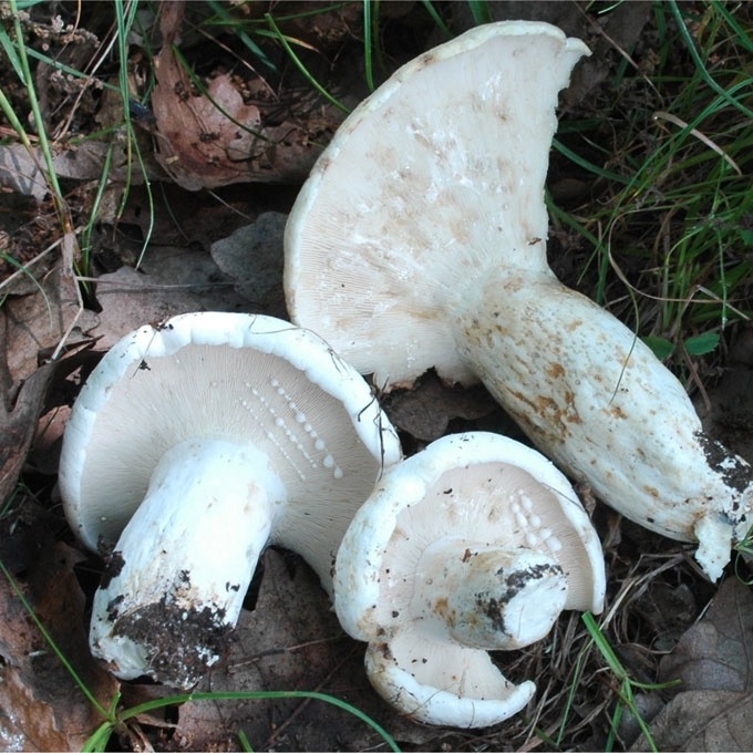 PIENGRYBIS GRUZDAS