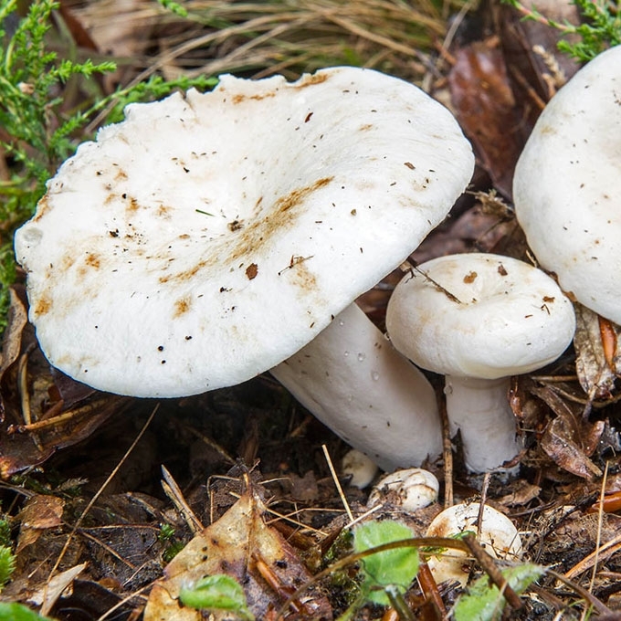 PIENGRYBIS GRUZDAS