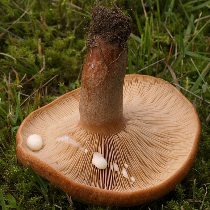 PIENGRYBIS PAĄŽUOLIS