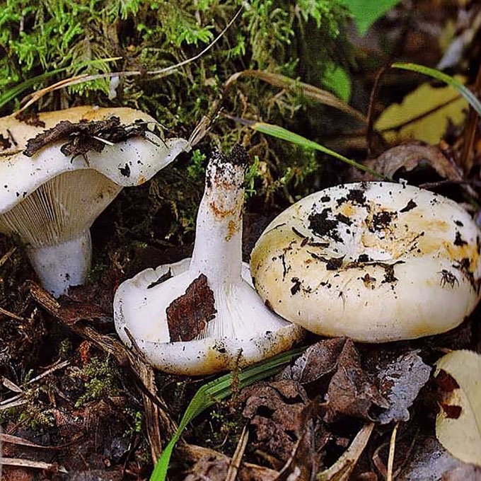 PIENGRYBIS PALIEPIS