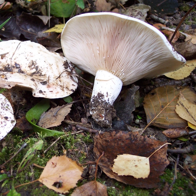 PIENGRYBIS PALIEPIS