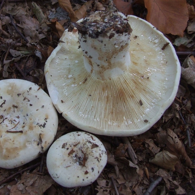 PIENGRYBIS PALIEPIS