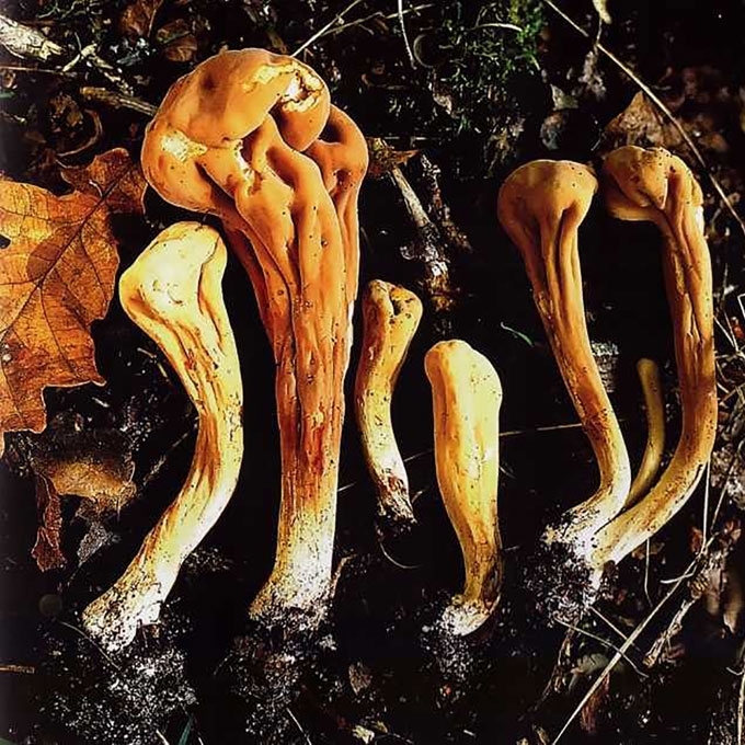 PIESTINIS PIRŠTŪNAS