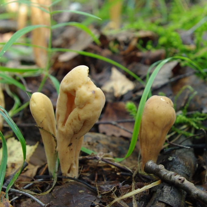PIESTINIS PIRŠTŪNAS