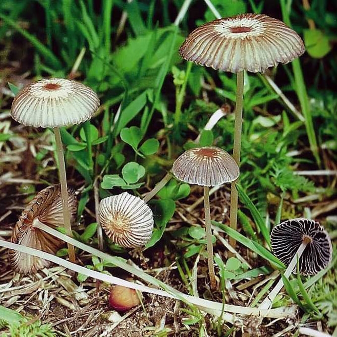 PIEVINIS MĖŠLAGRYBIS