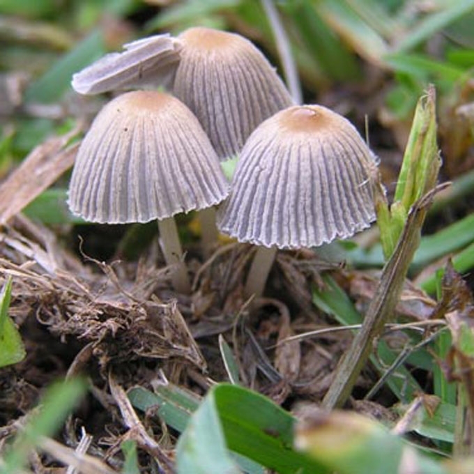 PIEVINIS MĖŠLAGRYBIS