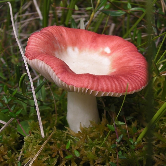 PIKTOJI ŪMĖDĖ