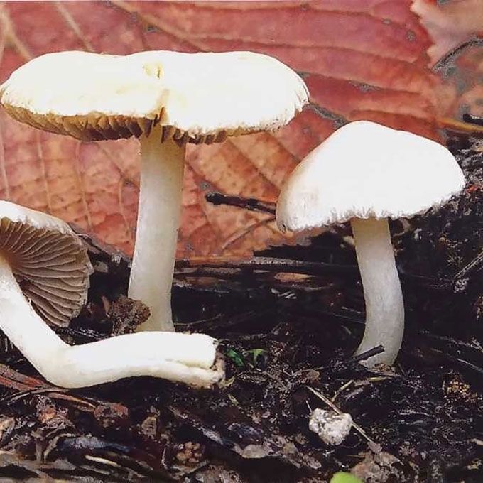 PILKALAKŠTĖ PLAUŠABUDĖ