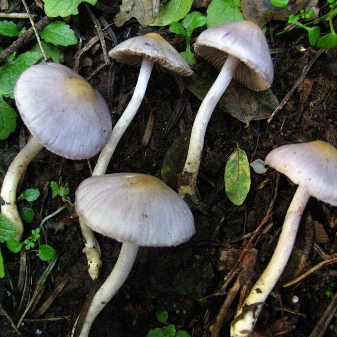 PILKALAKŠTĖ PLAUŠABUDĖ
