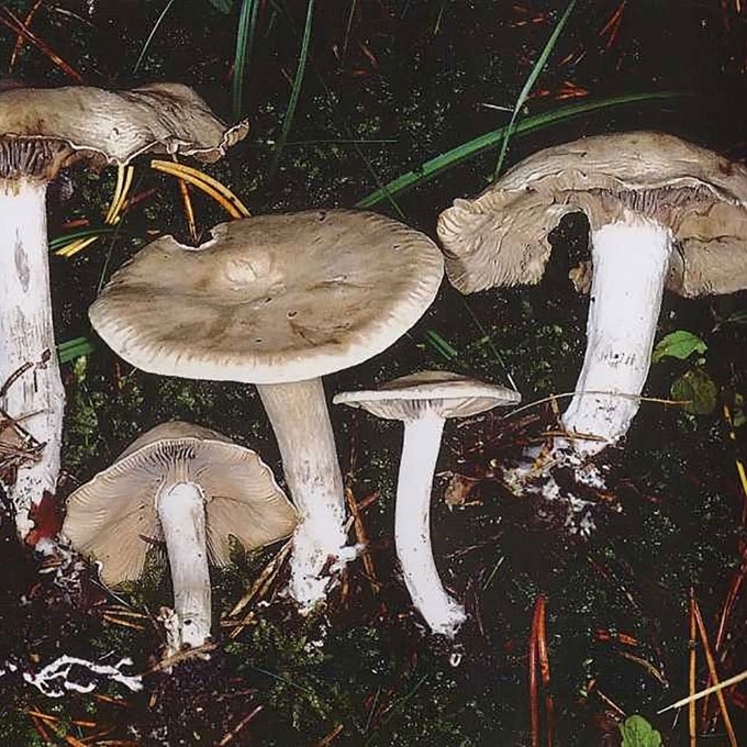 PILKALAKŠTĖ TAURIABUDĖ