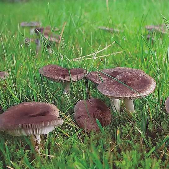 PILKASIS BALTIKAS