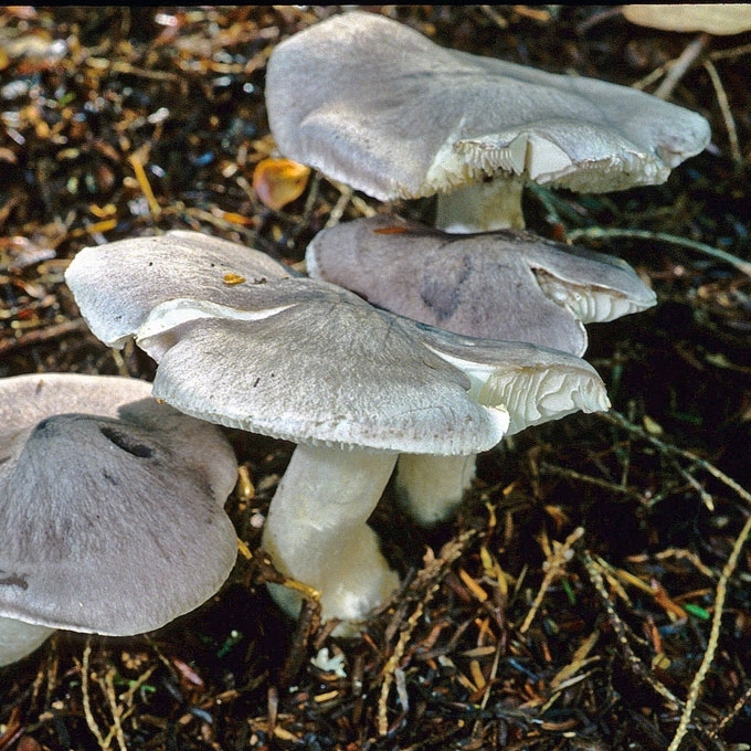 PILKASIS BALTIKAS