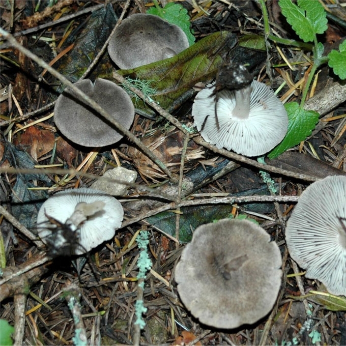 PILKASIS BALTIKAS