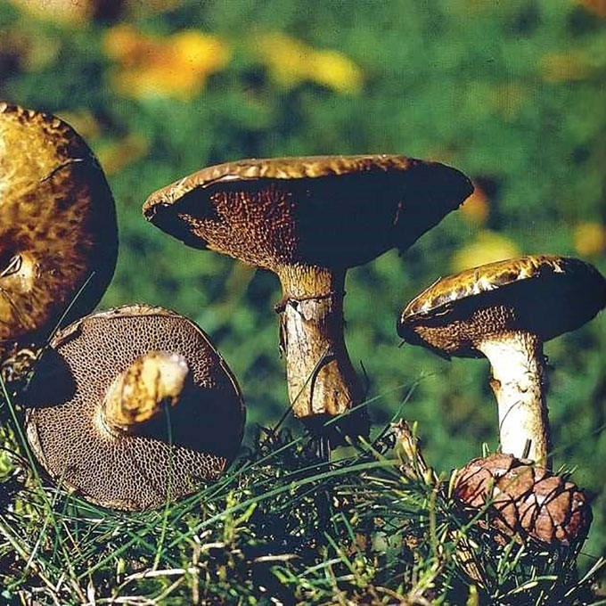 PILKASIS KAZLĖKAS