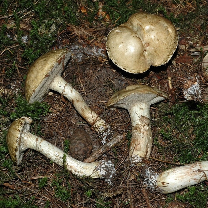 PILKASIS KAZLĖKAS