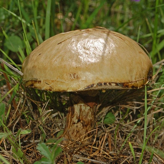 PILKASIS KAZLĖKAS
