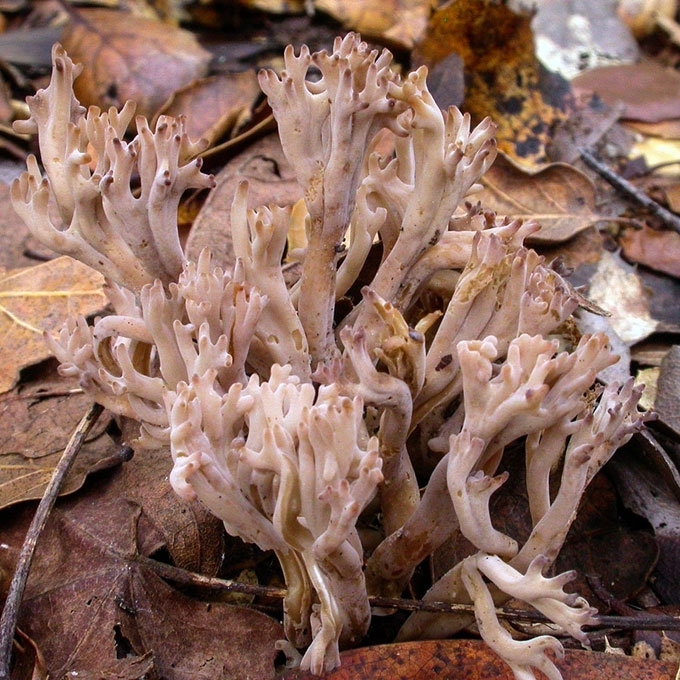 PILKASIS ŽAGARIS