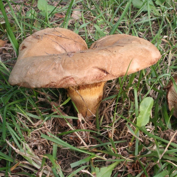 PILKOJI MEŠKUTĖ