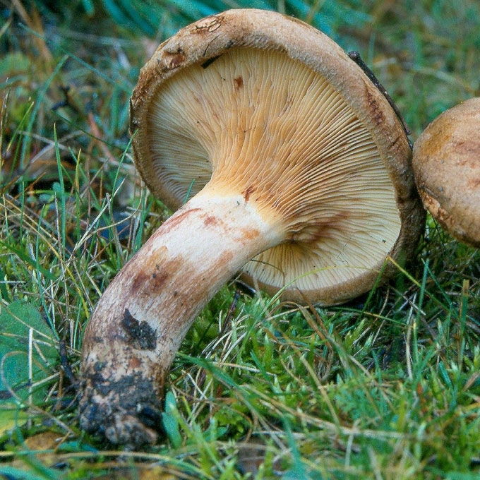 PILKOJI MEŠKUTĖ