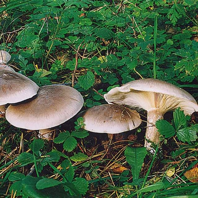 PILKOJI TAURIABUDĖ