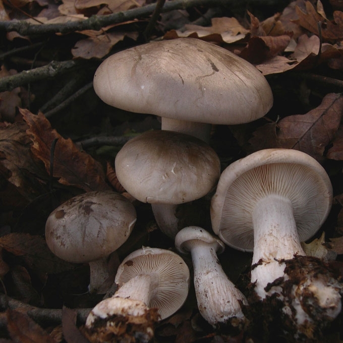 PILKOJI TAURIABUDĖ