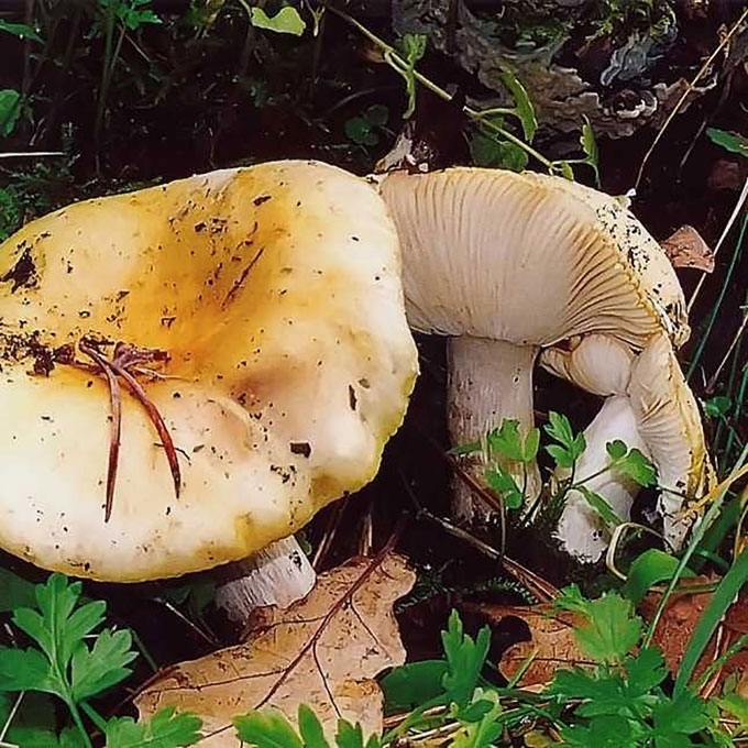 PILKŠVAGELSVĖ ŪMĖDĖ