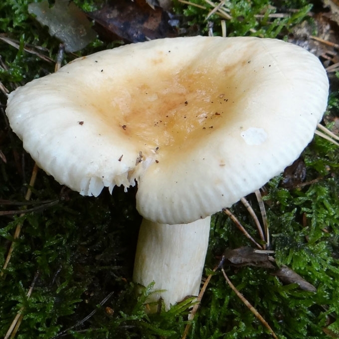 PILKŠVAGELSVĖ ŪMĖDĖ
