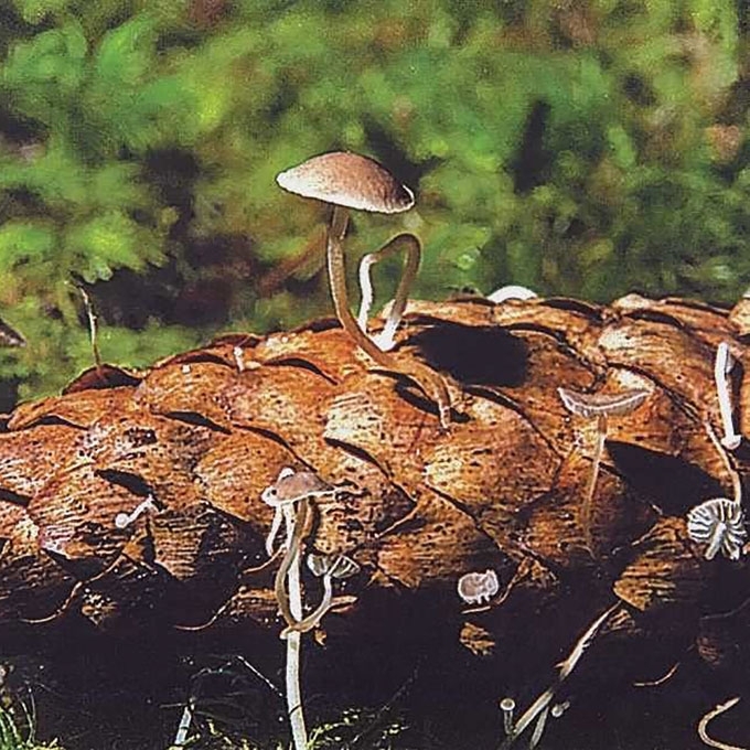 PILKŠVARUDĖ MAŽASPORĖ