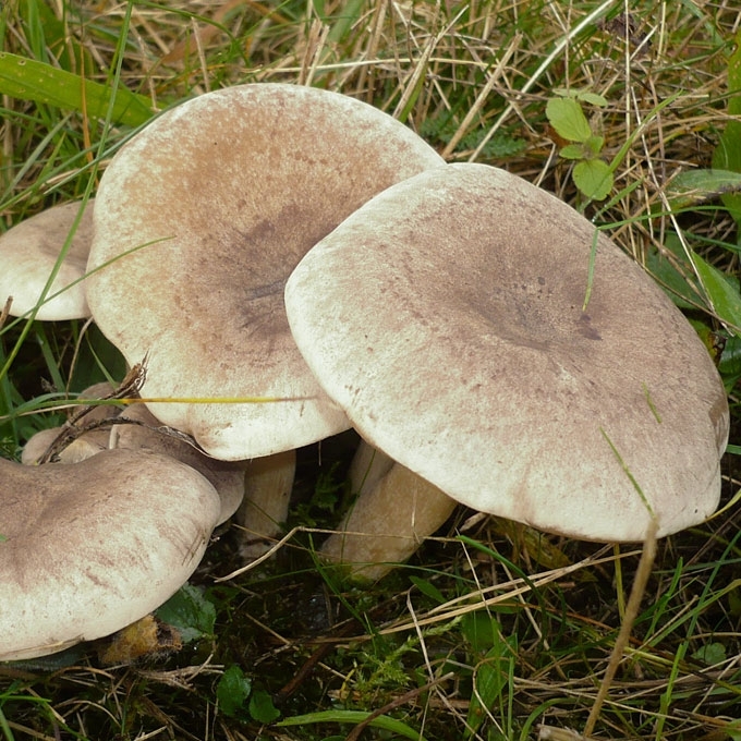 PILKŠVARUDĖ STIRNABUDĖ