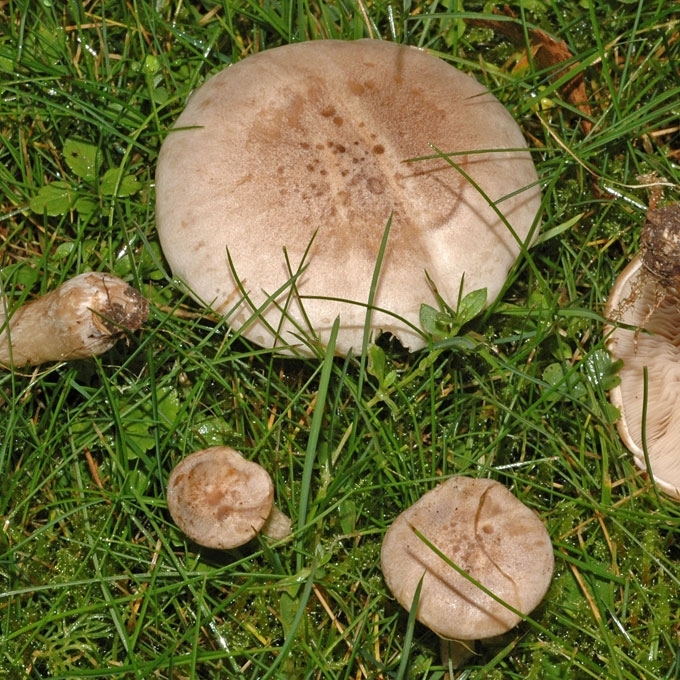 PILKŠVARUDĖ STIRNABUDĖ