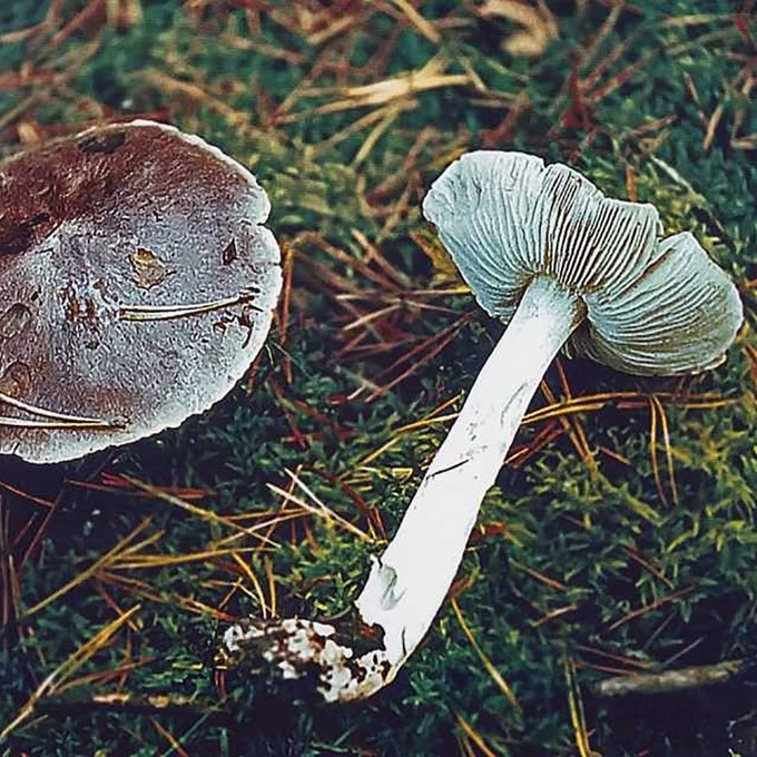 PILKŠVARUDIS BALTIKAS