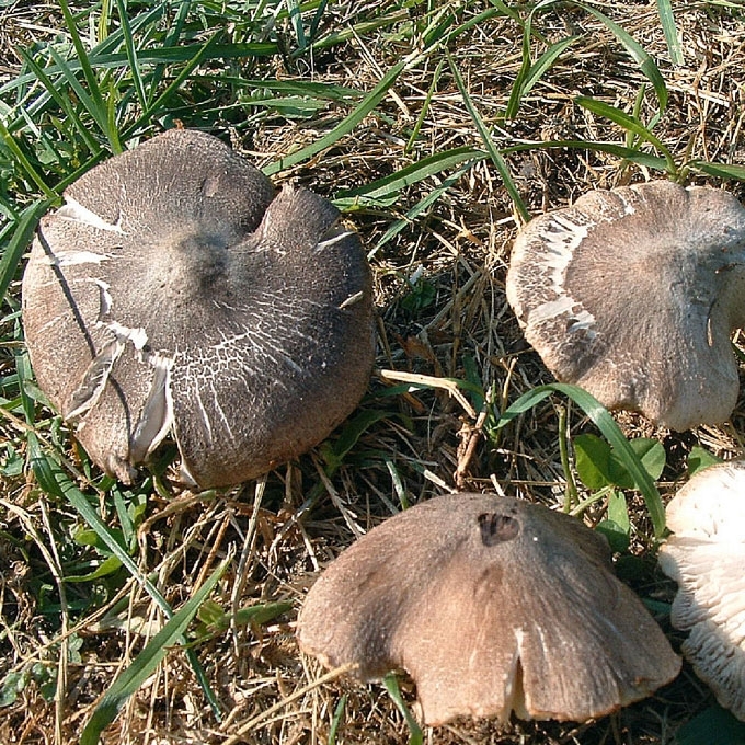 PILKŠVARUDIS BALTIKAS