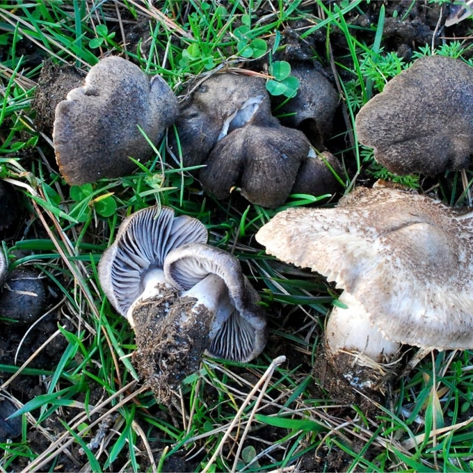 PILKŠVARUDIS BALTIKAS