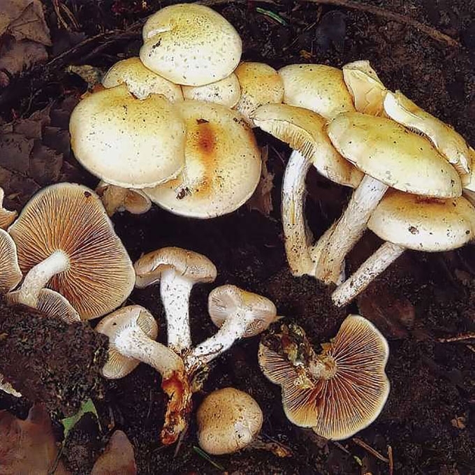 PILKŠVAŽALĖ SKUJAGALVĖ