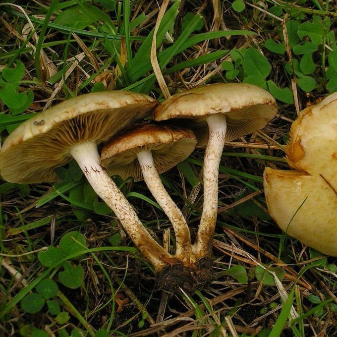 PILKŠVAŽALĖ SKUJAGALVĖ