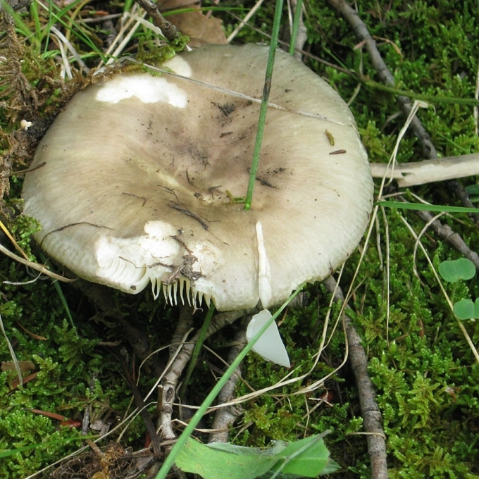 PILKŠVAŽALĖ ŪMĖDĖ